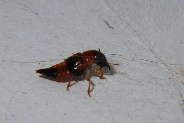 Oxyporus rufus